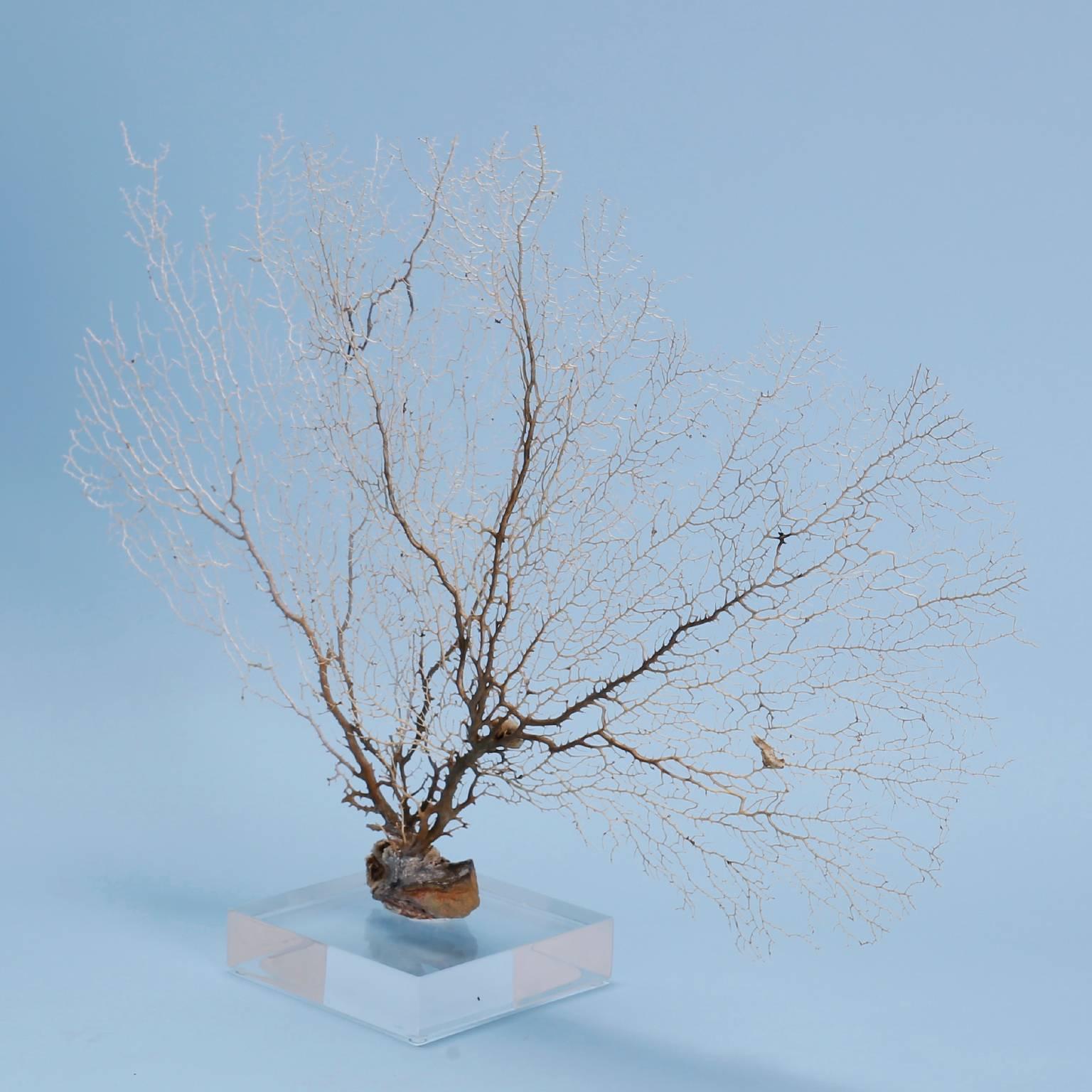 White sea fan with variegated organic colors and familiar tree like form. Presented on a custom Lucite base.