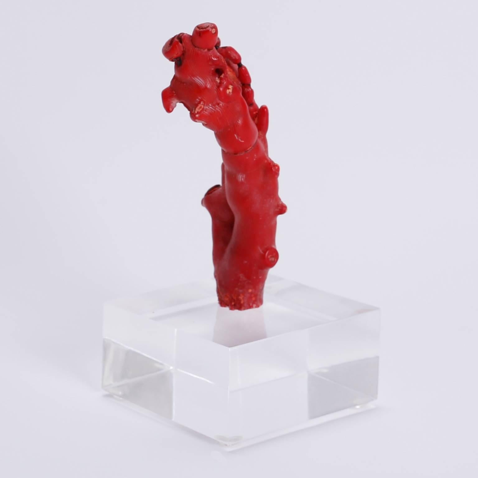 Three Red Coral Specimens Mounted on Lucite, Priced Individually 3