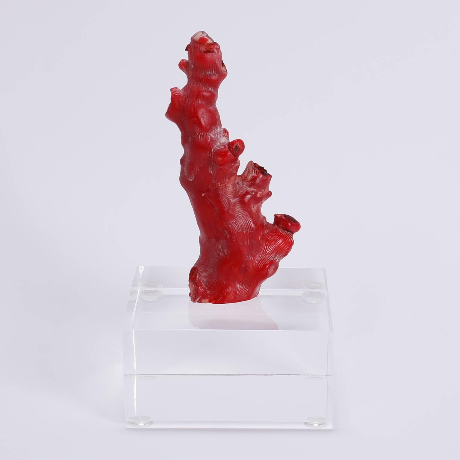 Three Red Coral Specimens Mounted on Lucite, Priced Individually In Excellent Condition In Palm Beach, FL