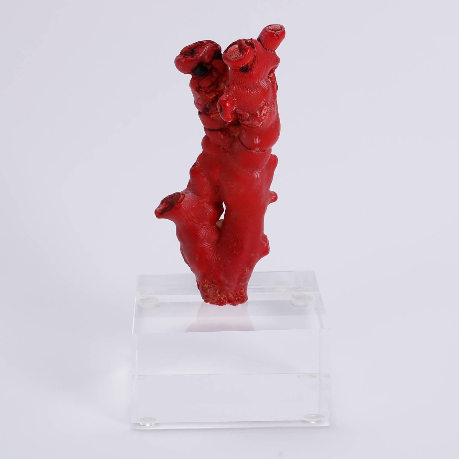 Three Red Coral Specimens Mounted on Lucite, Priced Individually 2