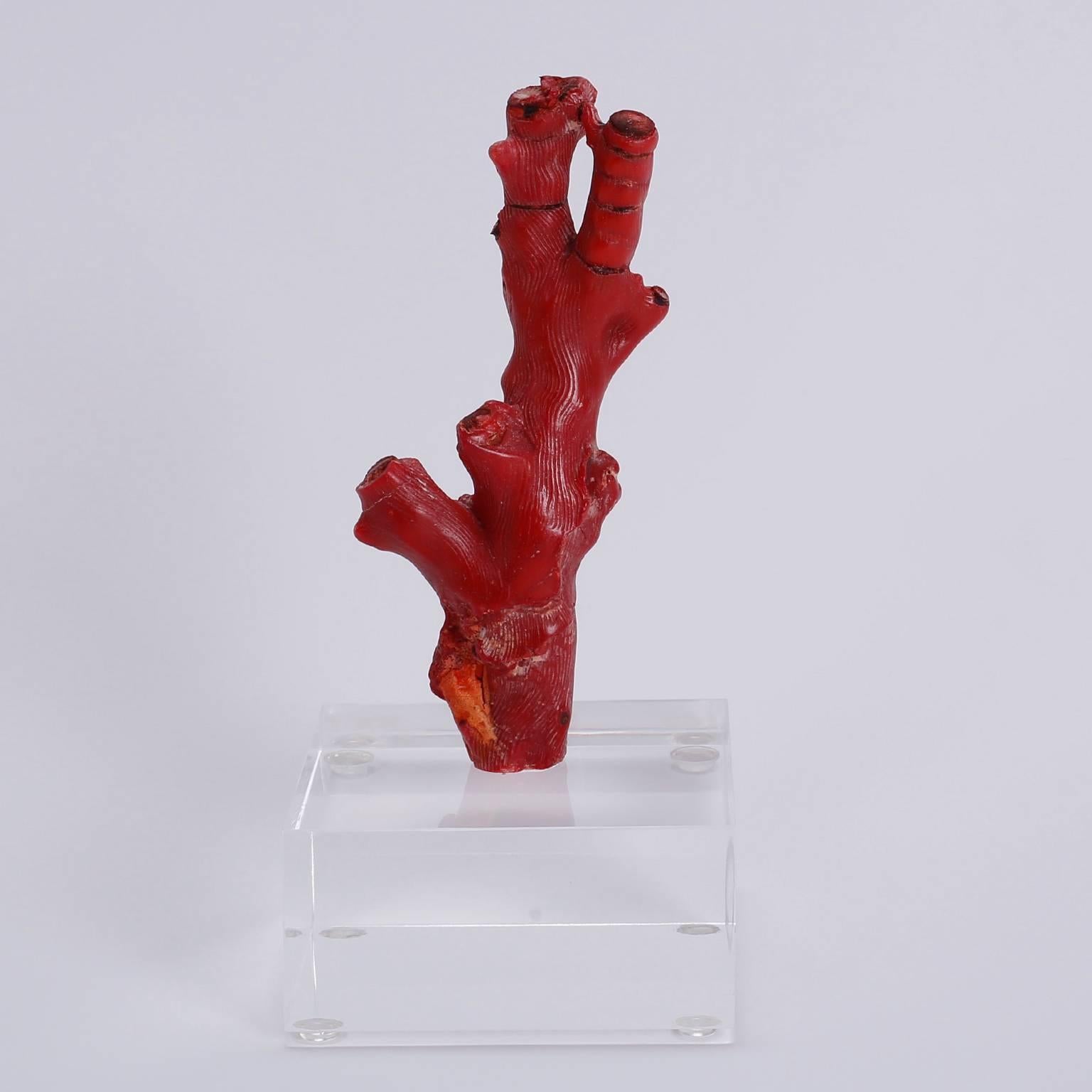 Three red coral specimens each with its own character, organic form, and alluring color. Presented on Lucite blocks to enhance the sculptural elements. Priced individually.

From left to right:

Ref: 3856A, H 8, W 4, D 4, $950.00
Ref: 3856B, H