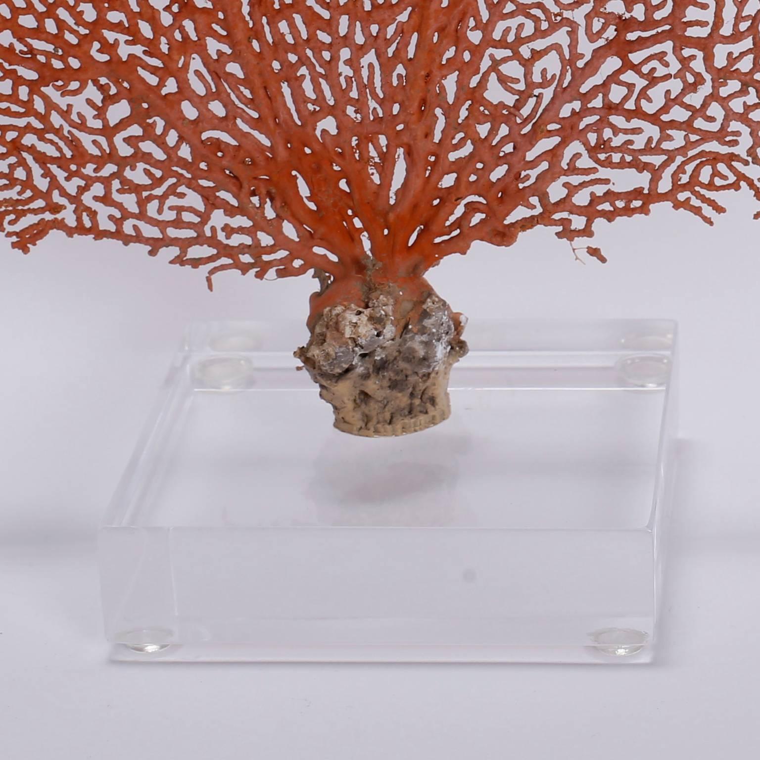 Solomon Islands Red Sea Fan on Lucite