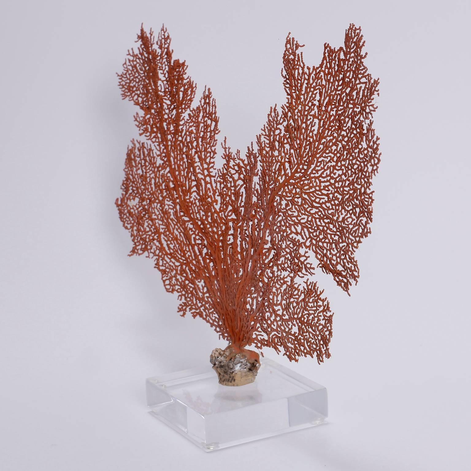 Red Sea Fan on Lucite In Excellent Condition In Palm Beach, FL