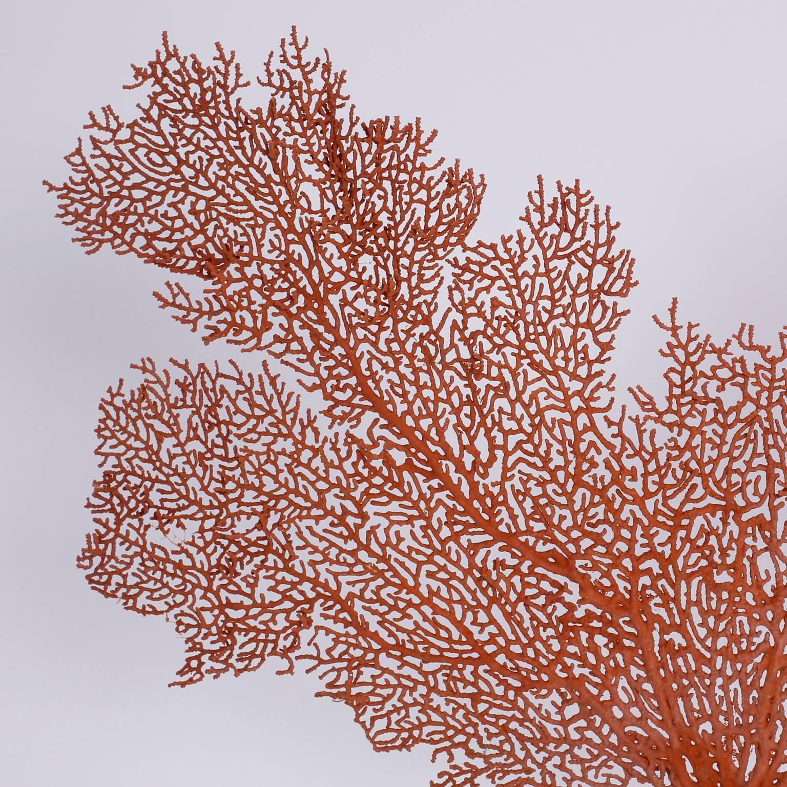 Organic Modern Red Sea Fan on Lucite