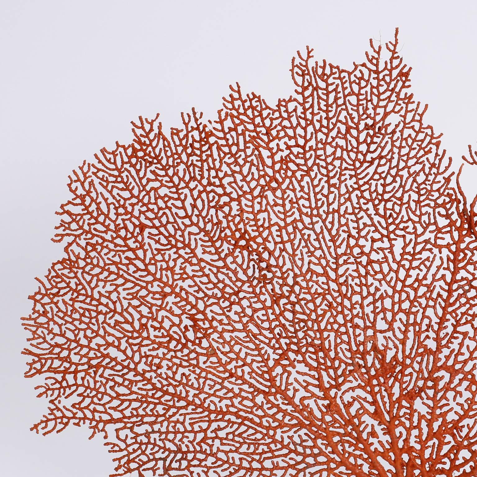 Authentic red sea fan with its glorious form and vibrant tropical color. Presented on a custom Lucite base.