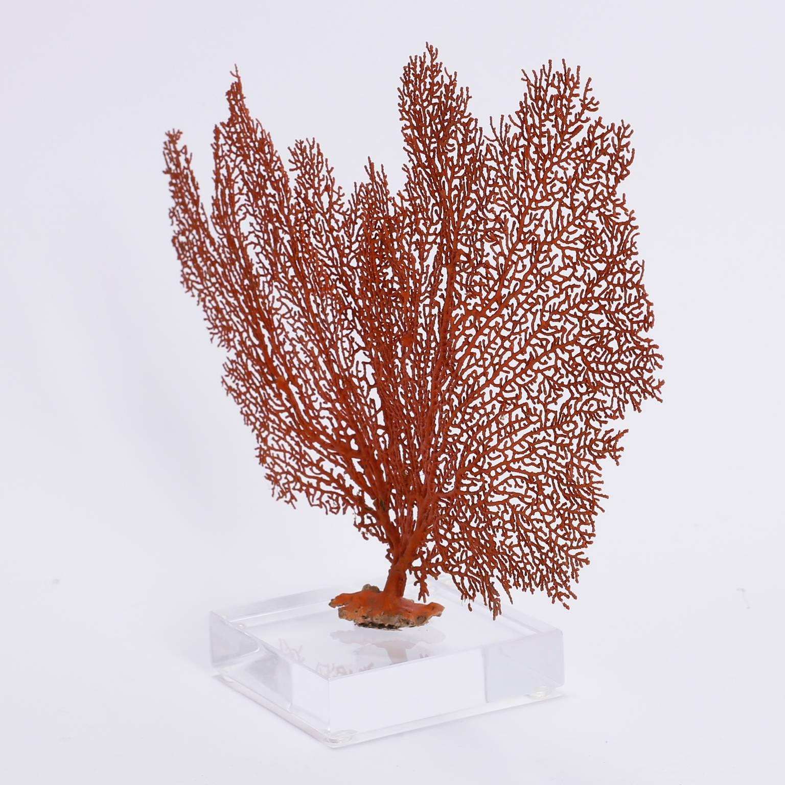 Red Sea Fan on Lucite In Excellent Condition In Palm Beach, FL
