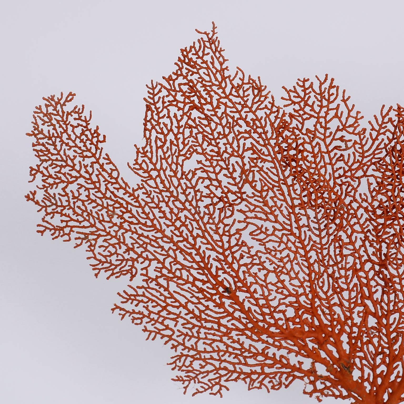 Authentic red sea fan with its glorious form and vibrant tropical color. Presented on a custom Lucite base.