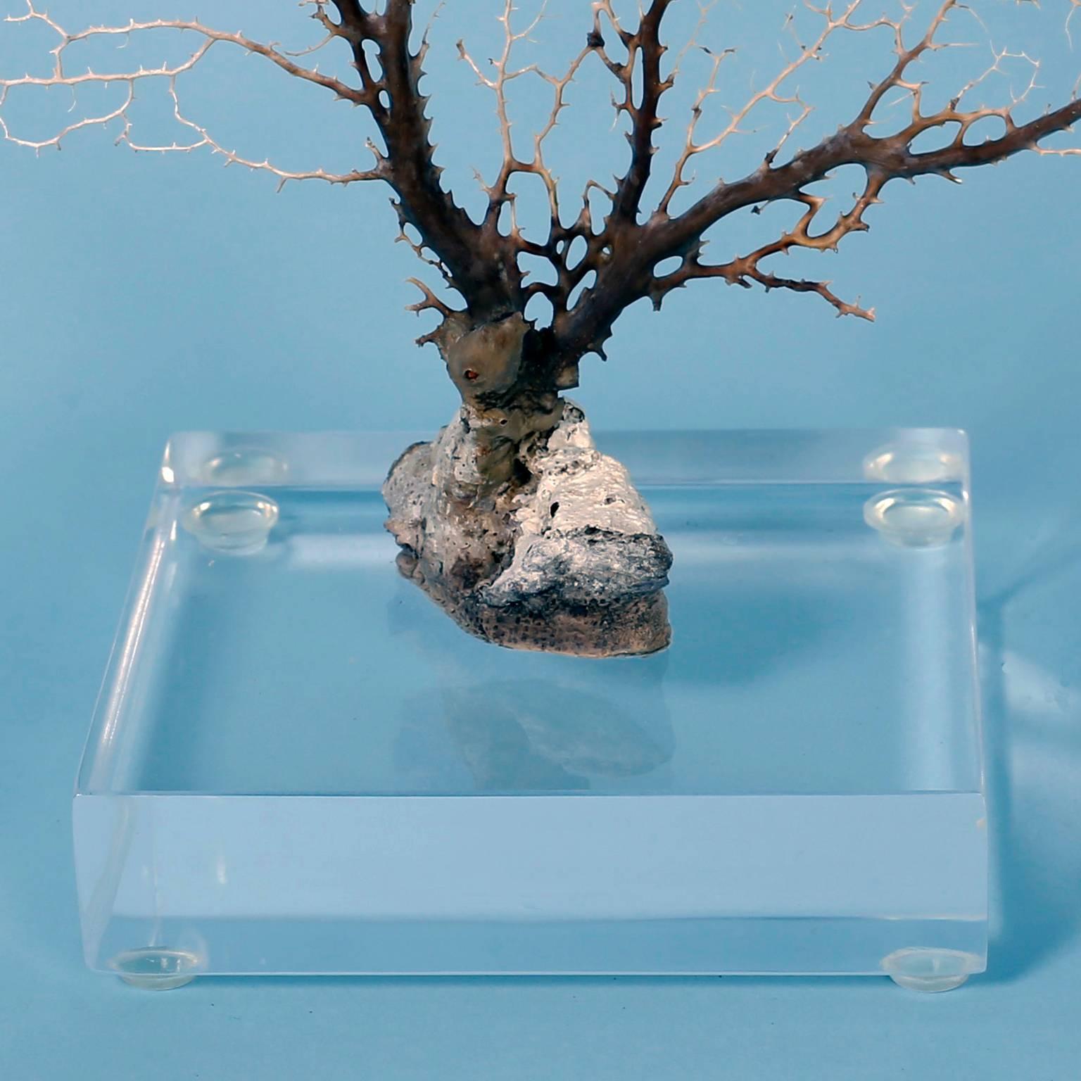 White Sea Fan on Lucite In Good Condition In Palm Beach, FL