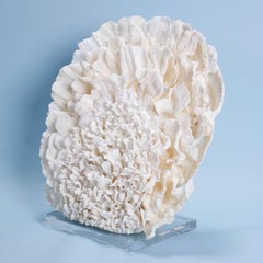 Large Coral Sculpture on Lucite