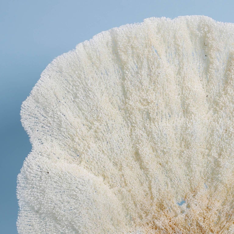 Cream Fishnet Sea Sponge on Lucite at 1stDibs