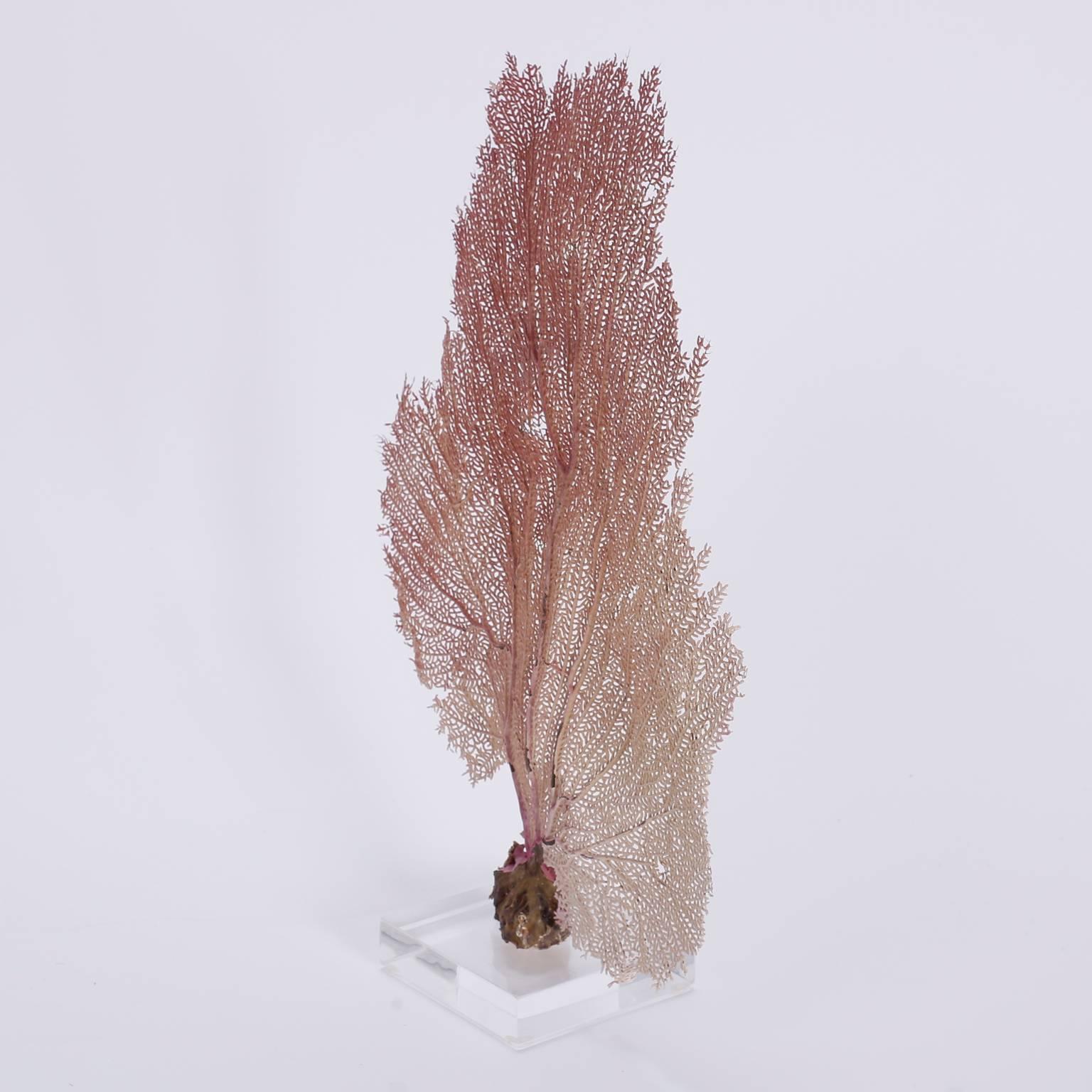Authentic pink Bahama sea fan with its soft hues and glorious organic form. Presented on a lucite base. 
