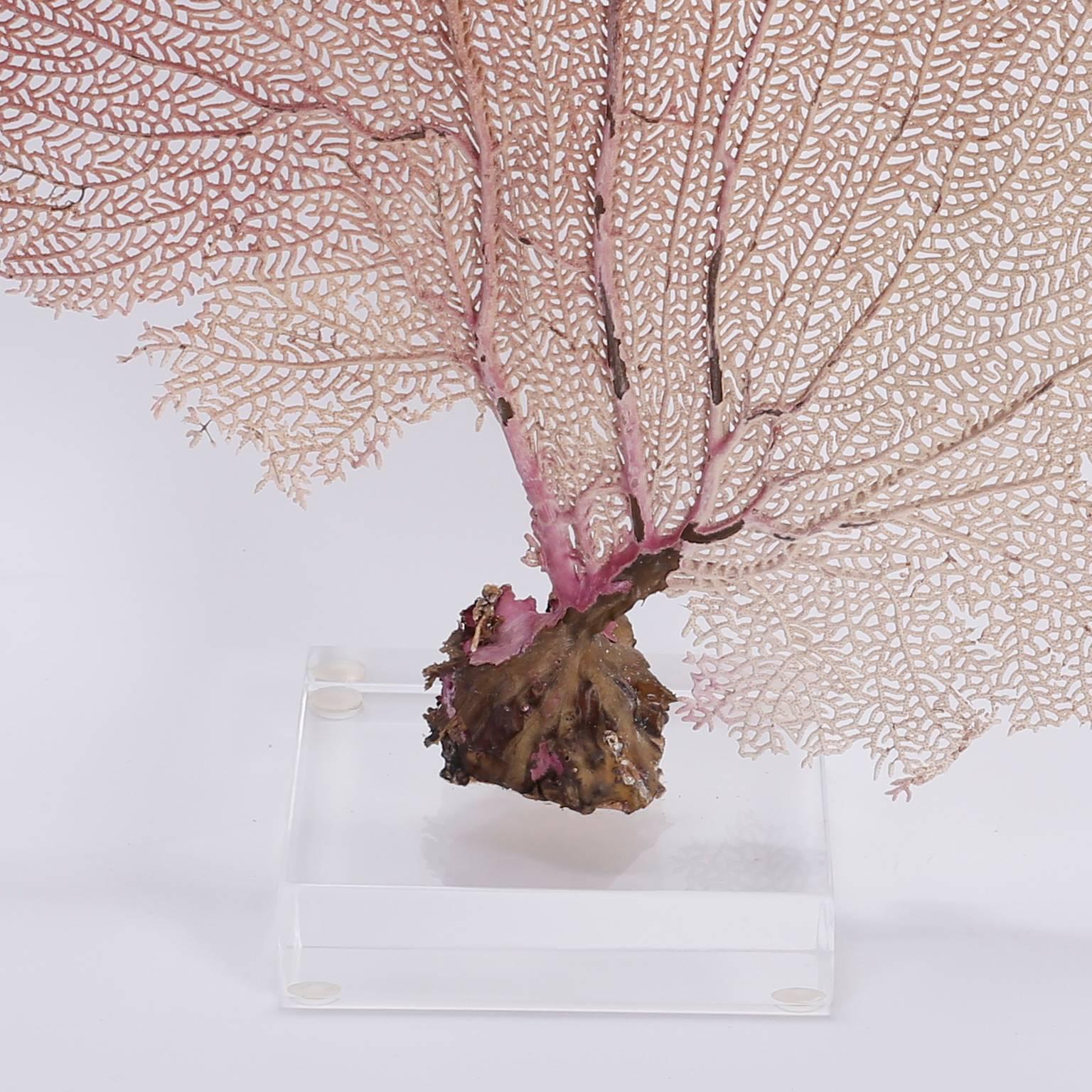 Bahama Sea Fan on Lucite In Good Condition In Palm Beach, FL