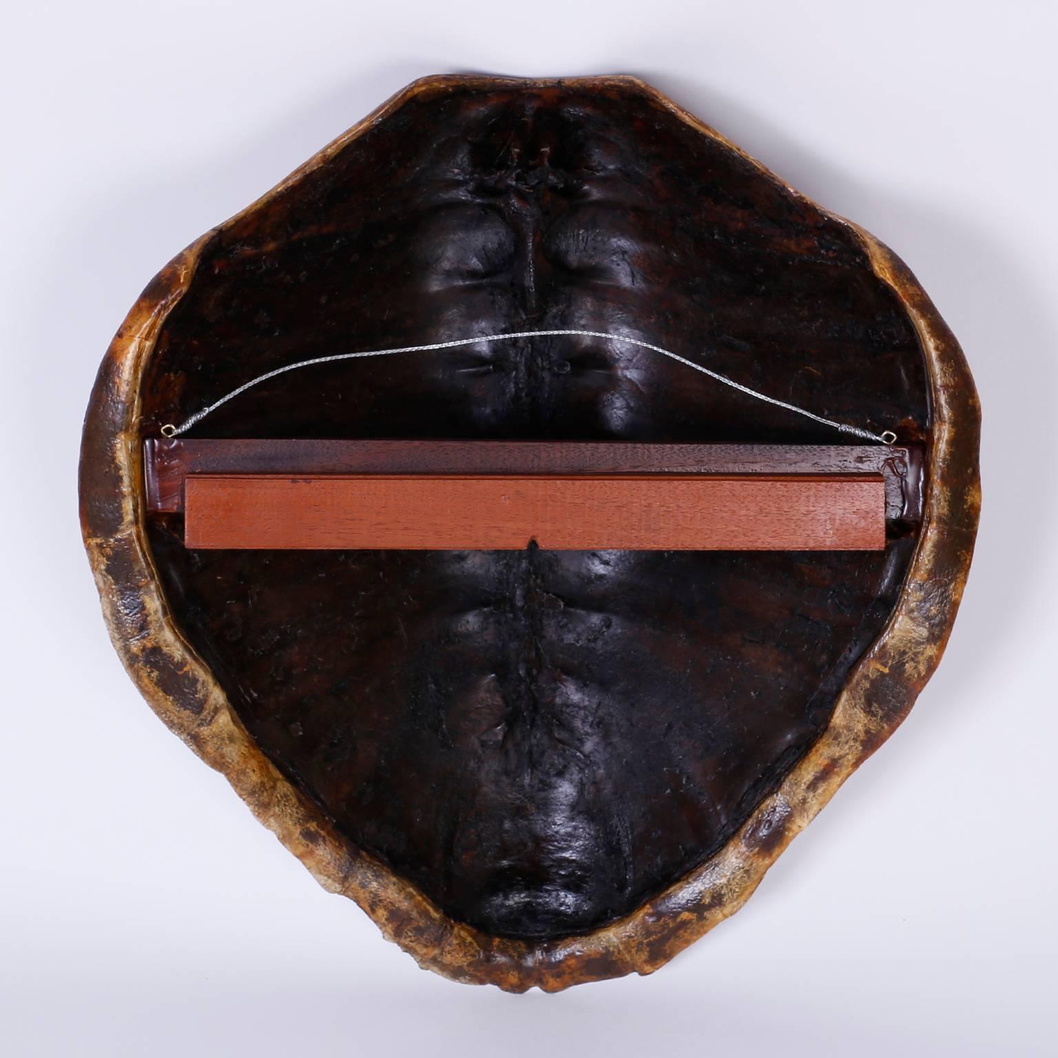 Antique Turtle Shell 1