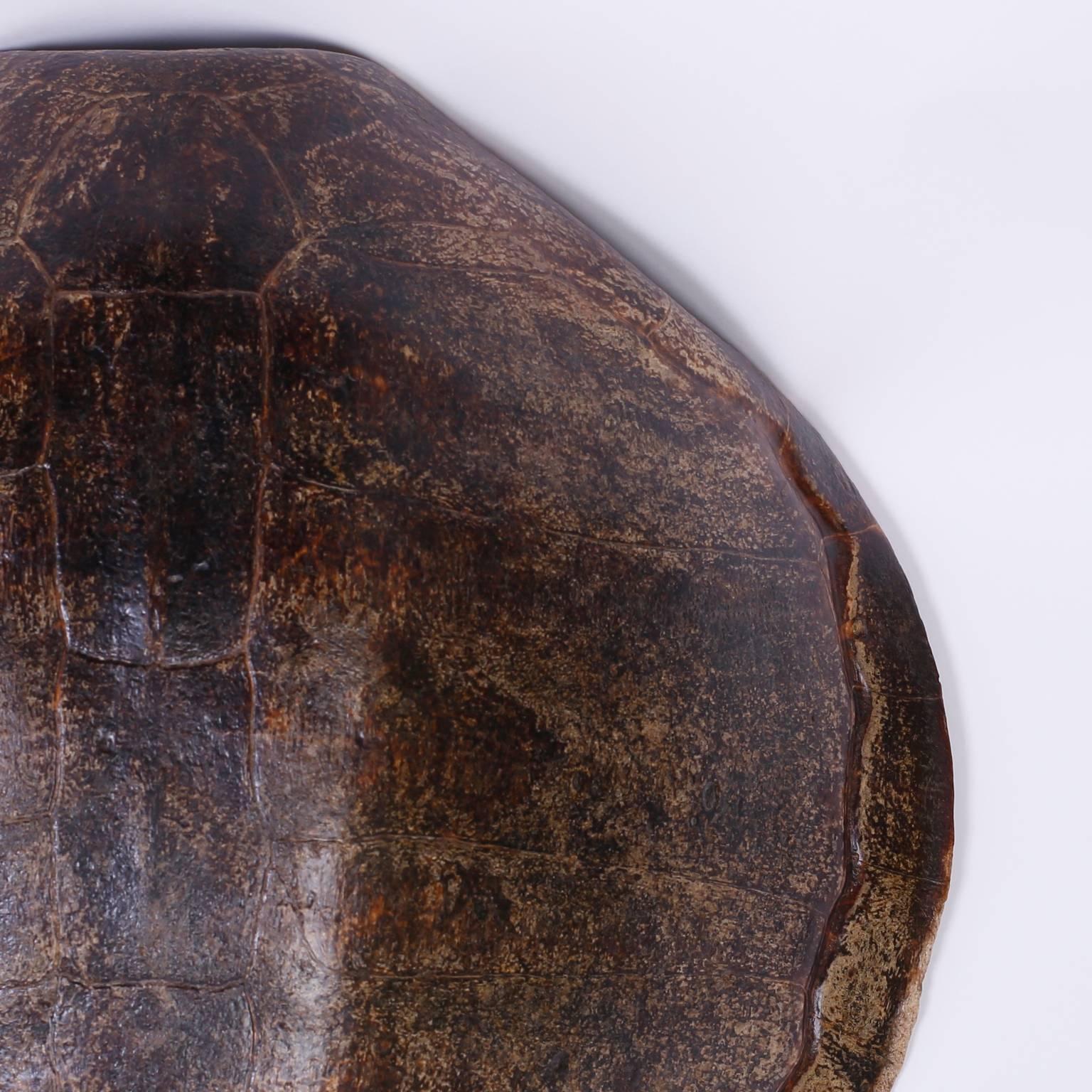 American Antique Turtle Shell
