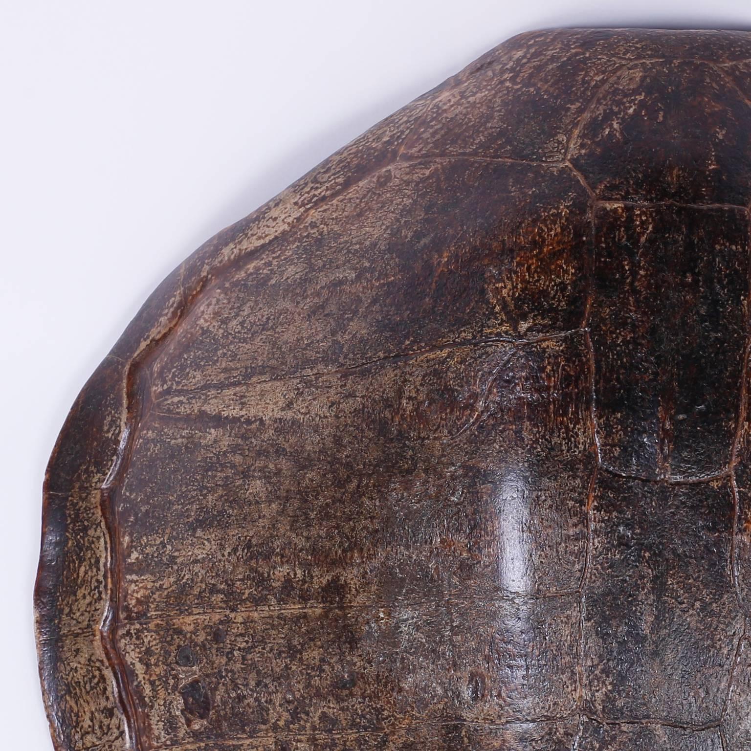 Organic Modern Antique Turtle Shell