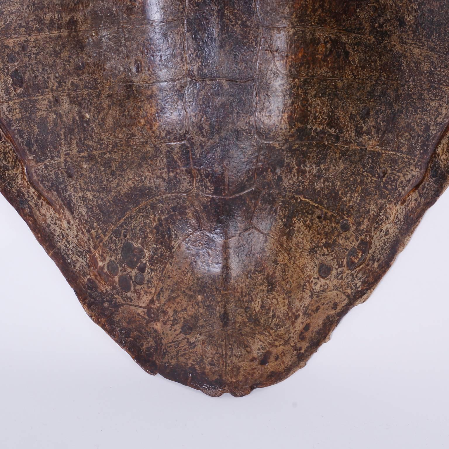 Antique Turtle Shell In Excellent Condition In Palm Beach, FL