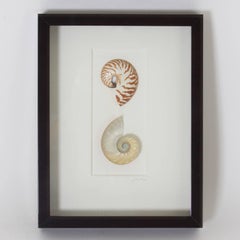 Nautilus Shell Specimen in a Shadow Box