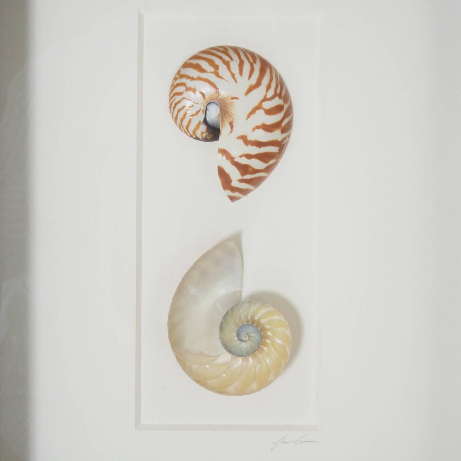 nautilus shell labeled