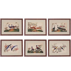 Antique Six Chinese 19th Century Pith Paintings