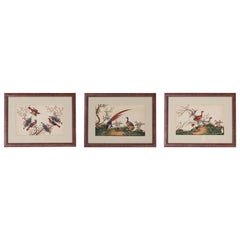 Antique Three Chinese Pith Paintings