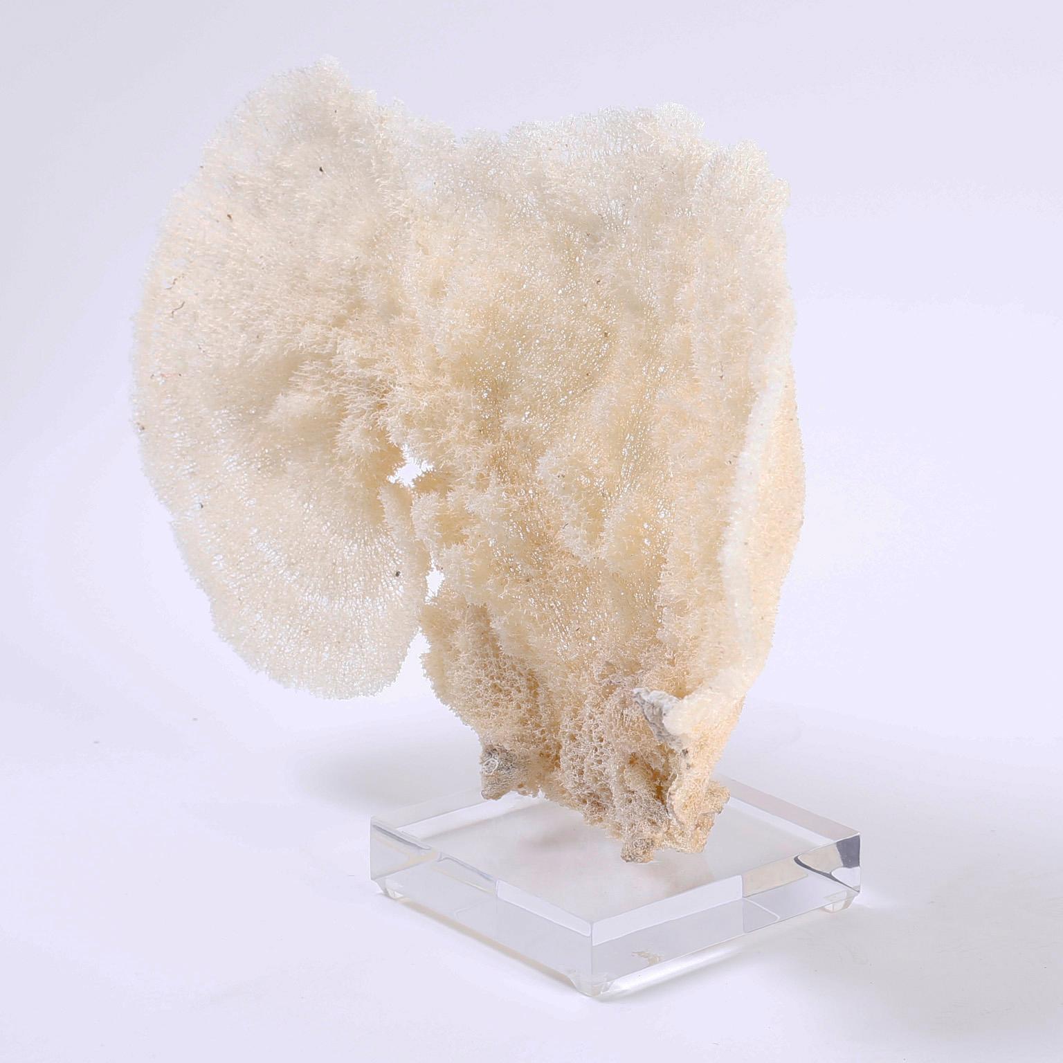 Organic Modern Sea Sponge Specimen Mounted on Lucite