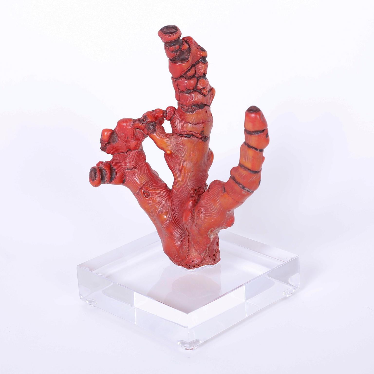 Here we have a red coral specimen with its iconic tropical color and organic sculptural form. Presented on a custom Lucite stand.
 
