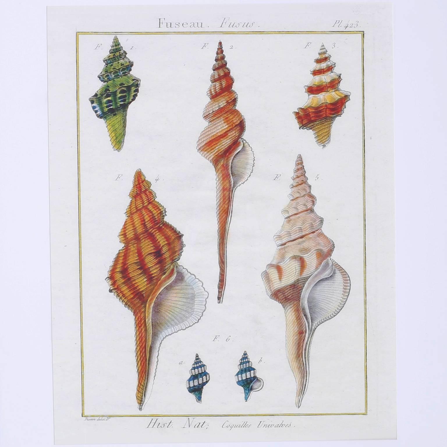 Impressive set of three large vintage hand colored engravings depicting seashell specimens executed in the scholastic style of the early naturalists. Having plenty of decorative appeal, large scale, and black lacquered wood frames. Priced