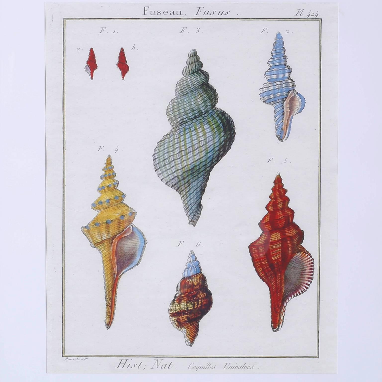 American Set of Three Large Seashell Engravings For Sale