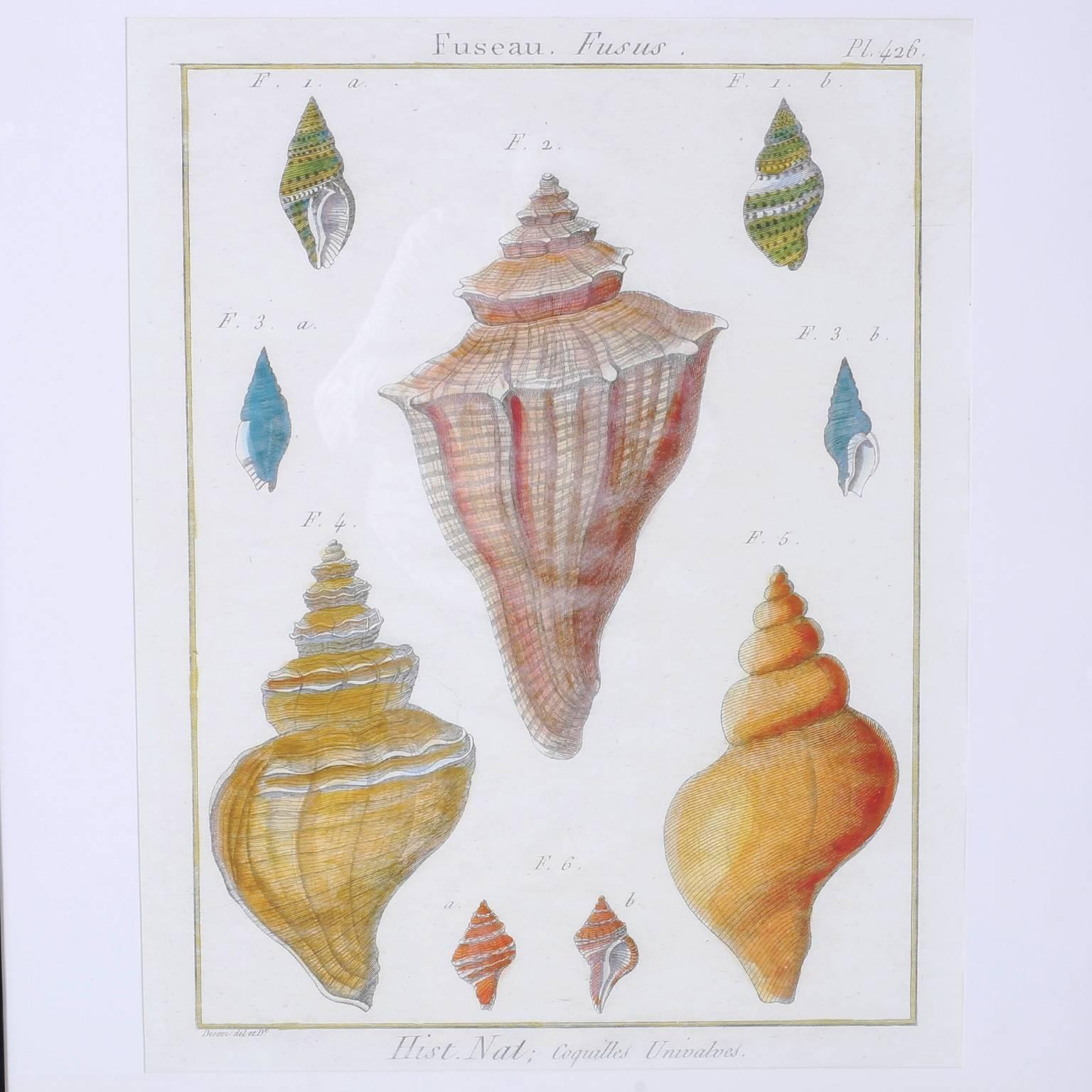 British Colonial Set of Three Large Seashell Engravings For Sale
