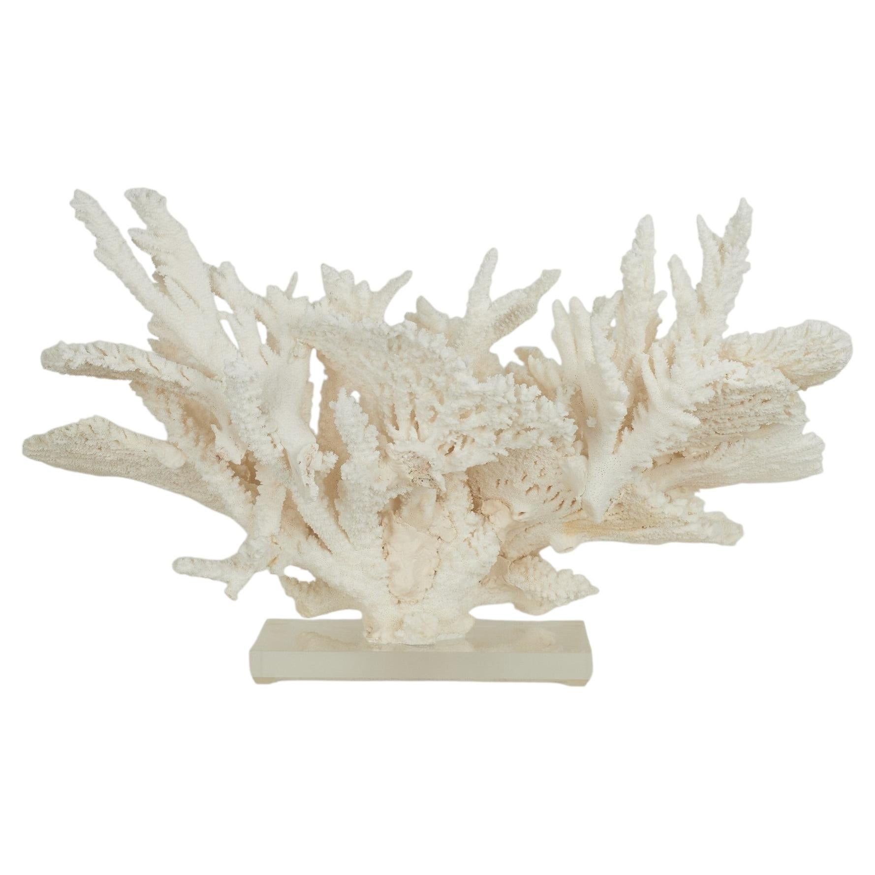 Large Custom Coral Assemblage or Sculpture on Lucite For Sale