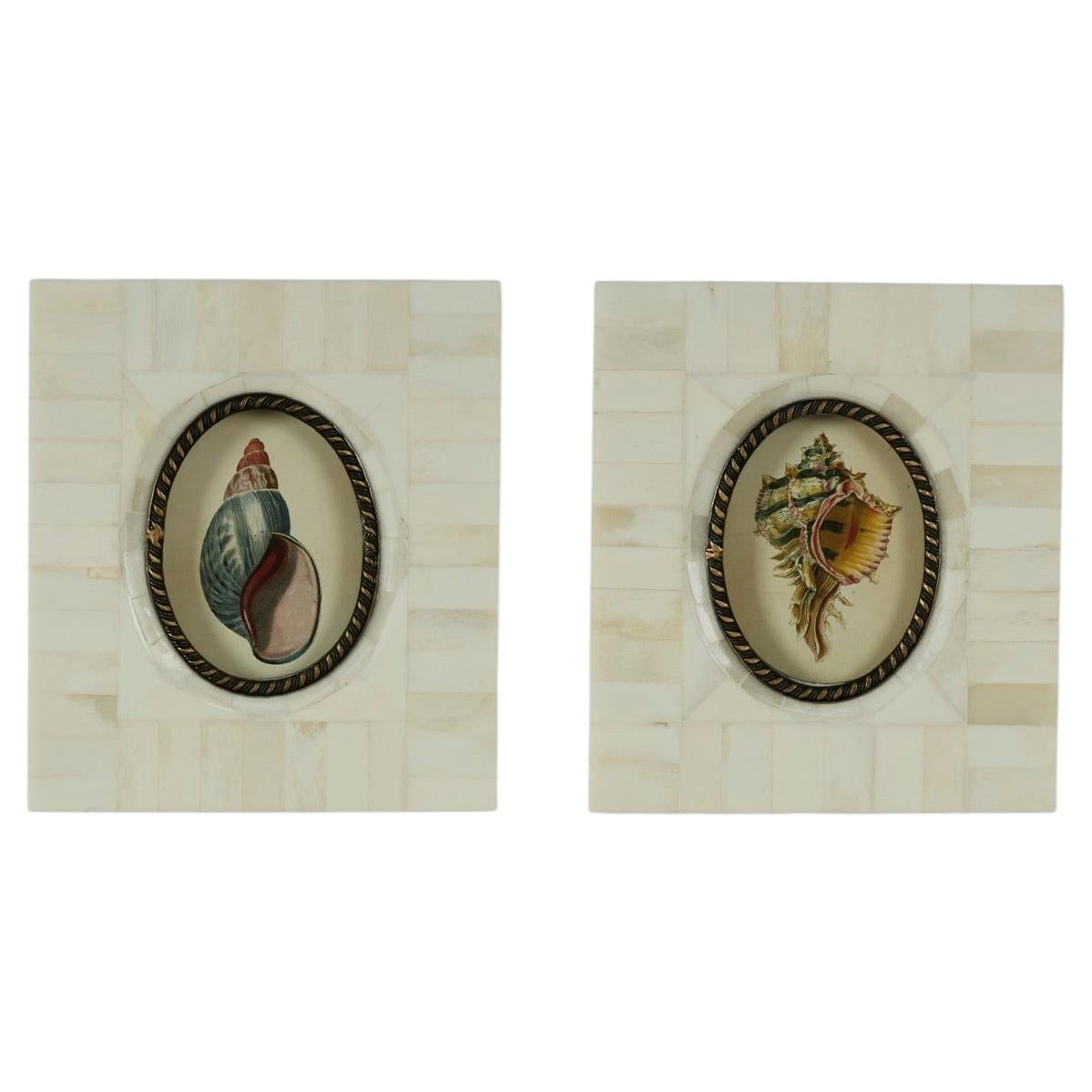 Pair of Petite Bone Framed Seashell Prints For Sale