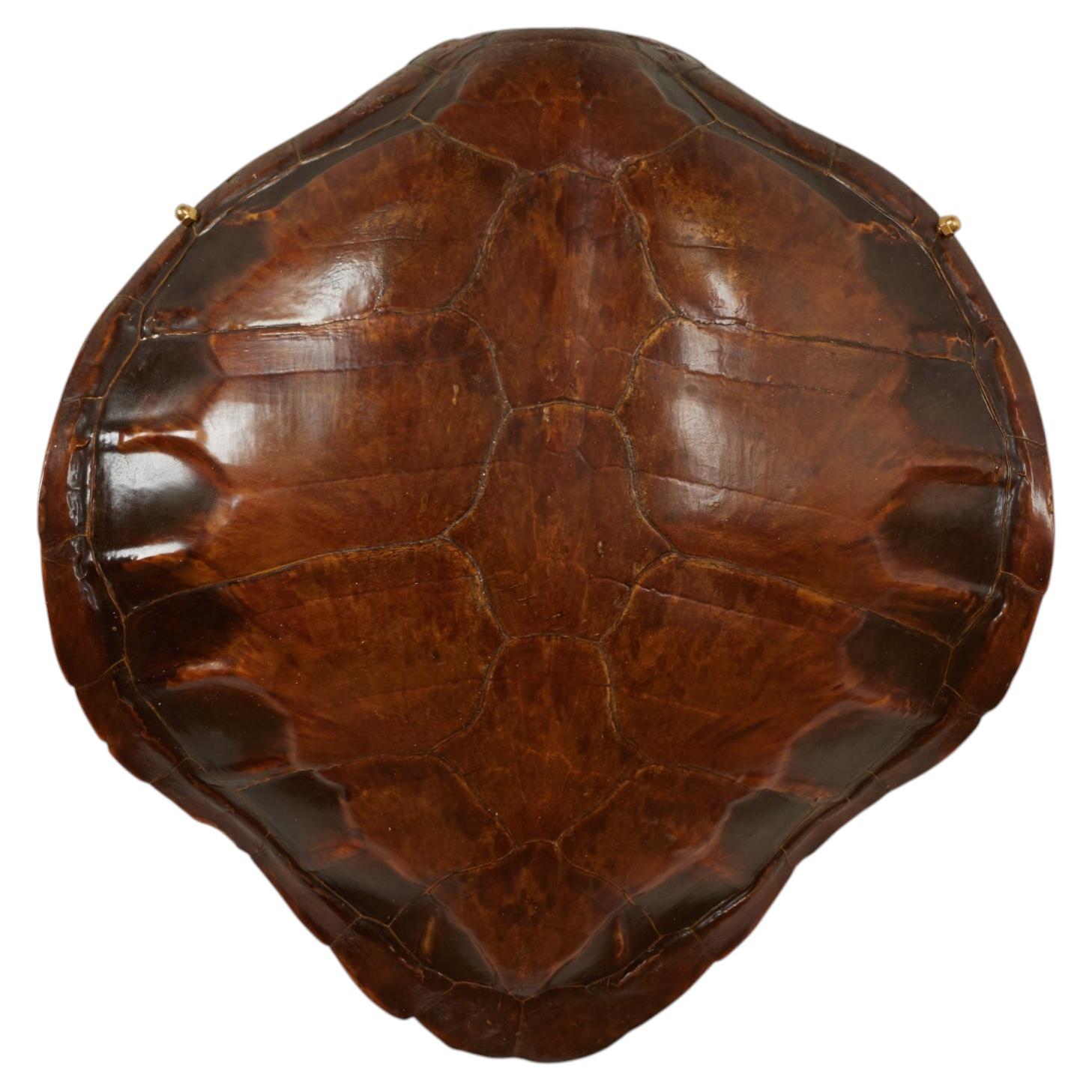 Antique Wall Mounted Turtle Shell