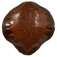 Antique Wall Mounted Turtle Shell
