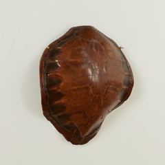 Antique Wall Mounted Turtle Shell