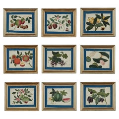 Set of Nine Antique Chinese Botanical Fruit Paintings on Pith Paper