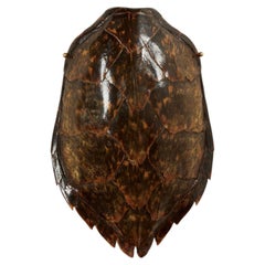 Antique Wall Mount Turtle Shell