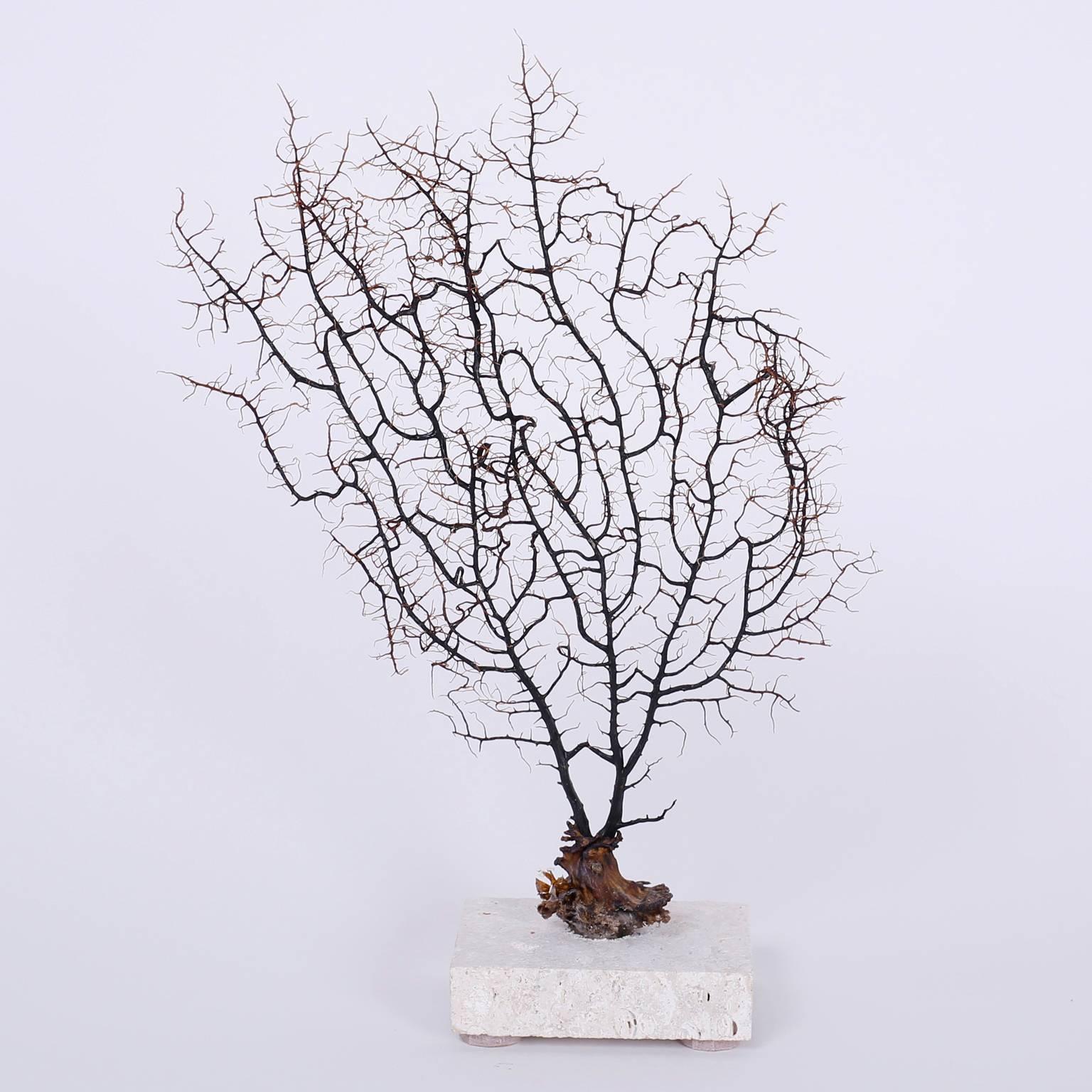 Here are three black sea fan specimens, each with its own unique tree like form and organic textures. Presented on coquina bases to enhance their sculptural values. Priced individually.

Measures: From left to right:

Ref: BLSFC- H: 12 W: 8 D: 3