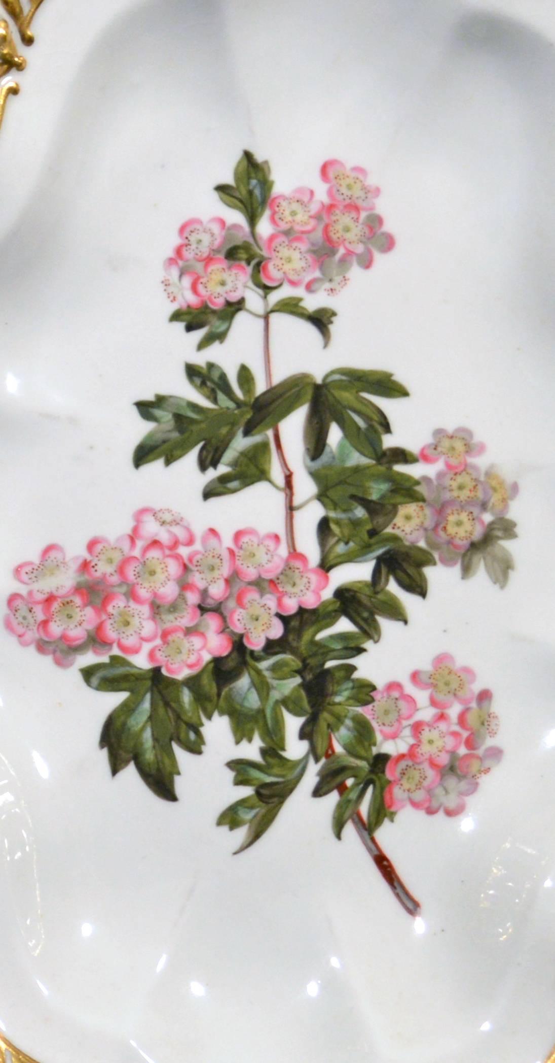 British Chamberlain's Worcester Porcelain Botanical Dishes