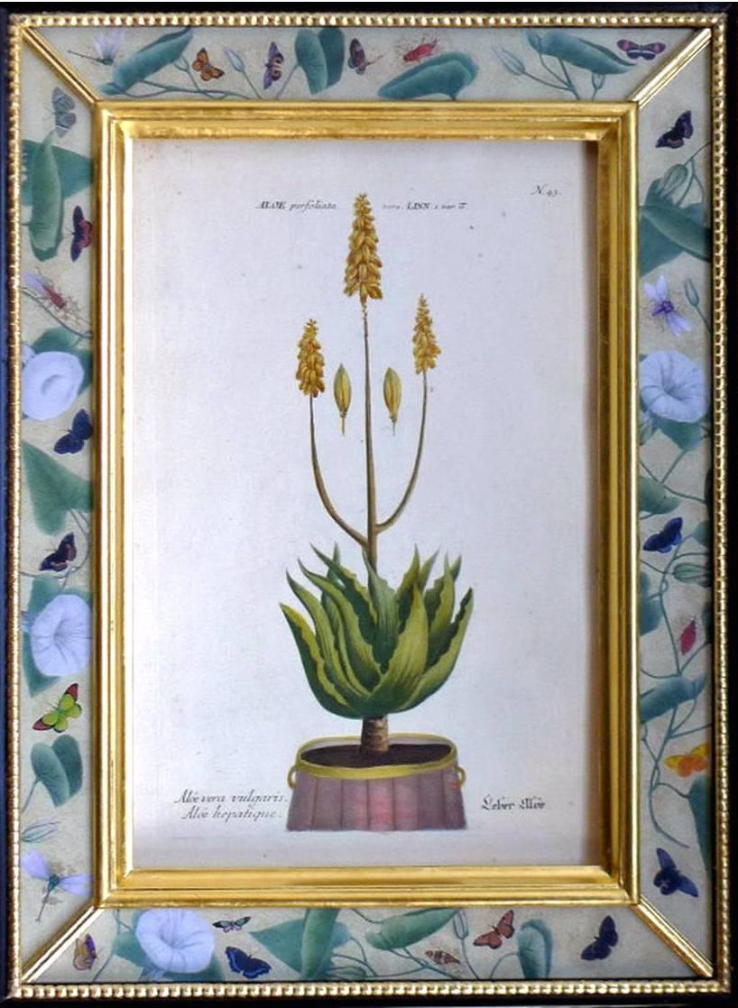 Four Johann Weinmann Copper engravings of cacti and one protea which are beautifully mounted in contemporary decoupage and églomisé frames. 

Original copper-engraving, printed in colors and finished by hand. Published 1734-45 in Regensburg in