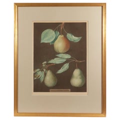 George Brookshaw Print of Pears from Pomona Britannica, Dated 1807