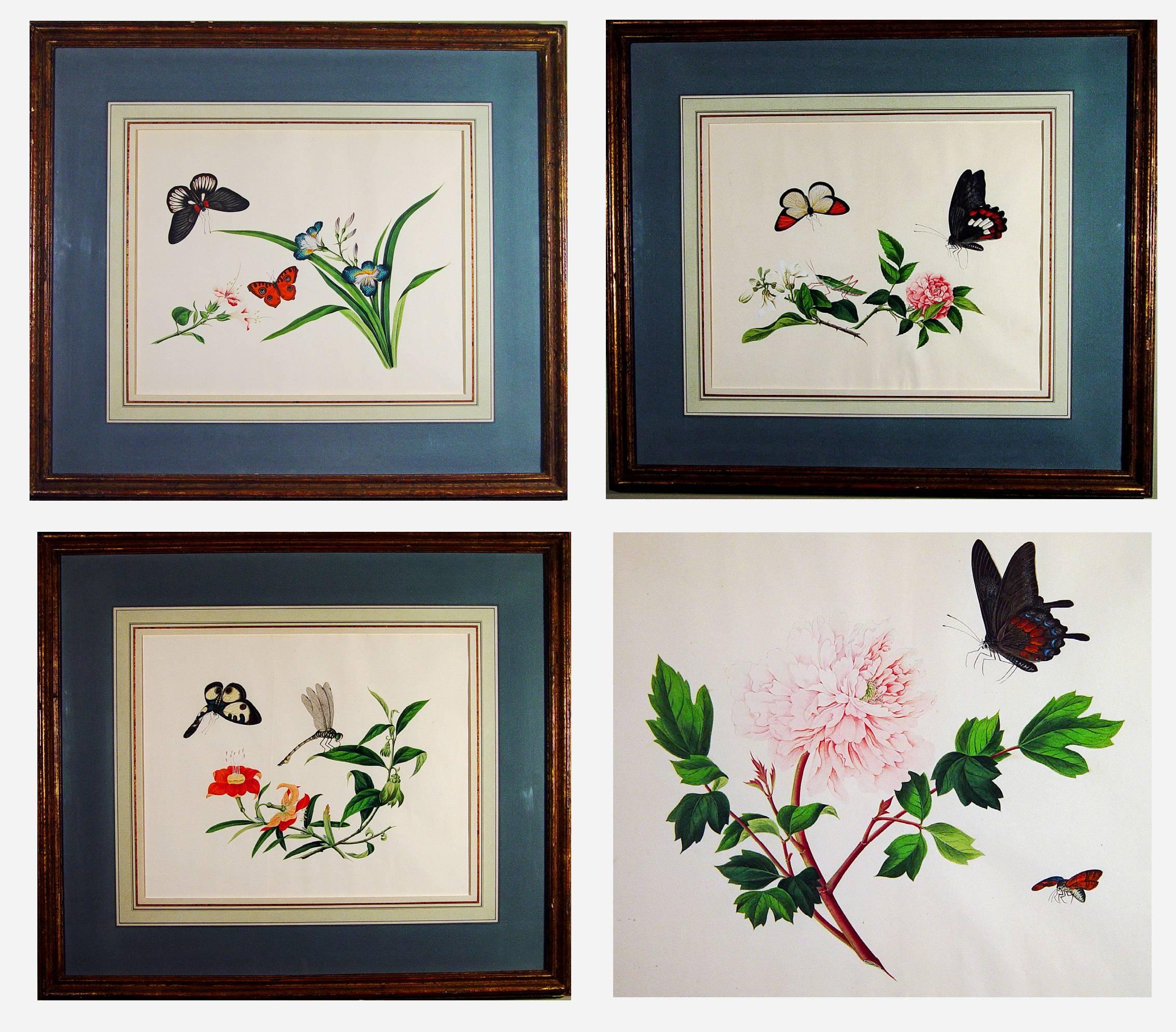 China Trade Botanical large watercolors on paper,
Set of Four
Early 19th Century.

The larger than usual Chinese watercolors depict various butterflies and insects such as a dragonfly and cricket amongst flowers on paper within a layered mat and