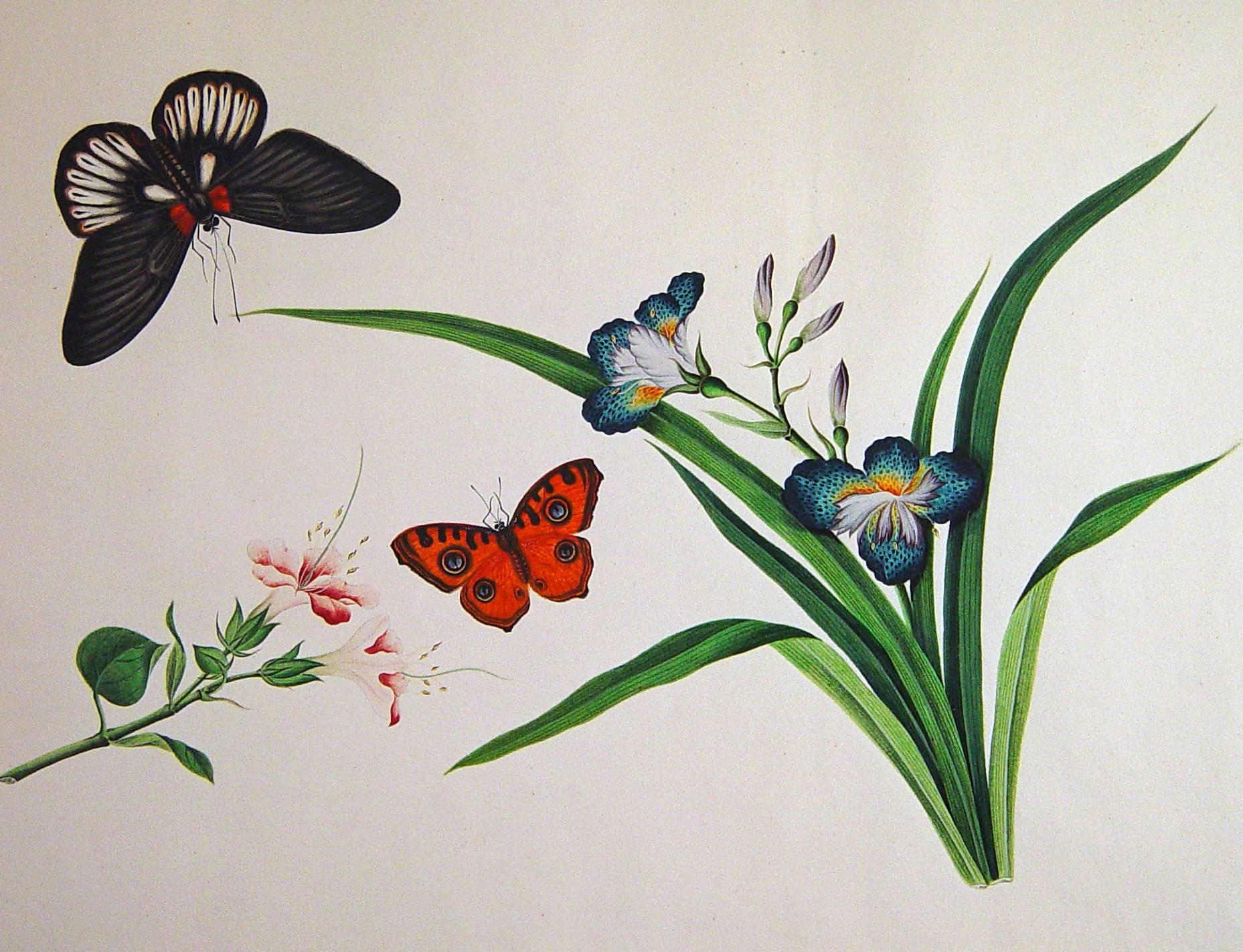 19th Century Chinese Botanical Large Watercolors on Paper, Set of Four For Sale