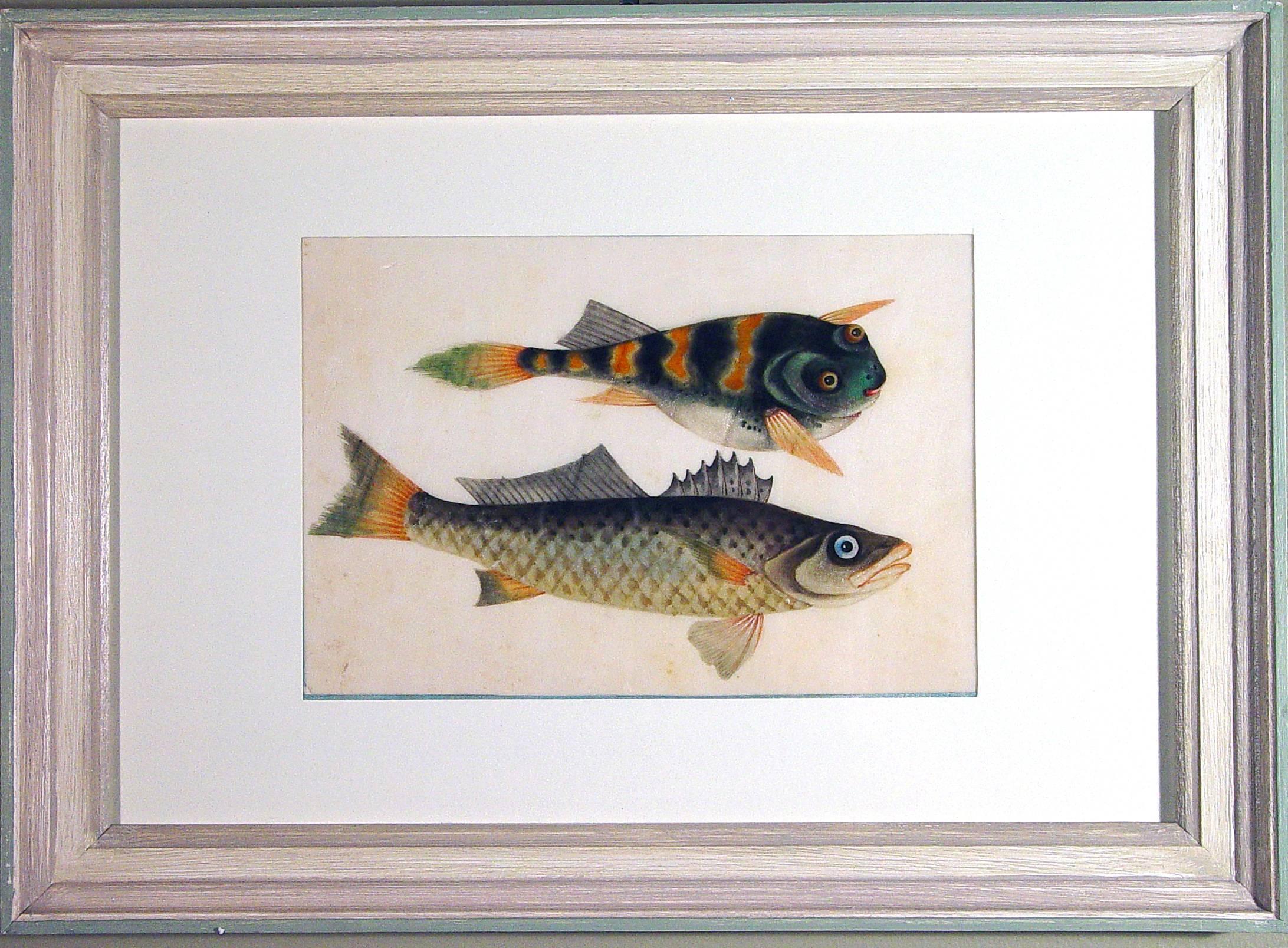 The China Trade watercolours of fish are wonderfully naive, folky watercolour paintings.  They are on pith paper mounted in a contemporary bleached wood frame.