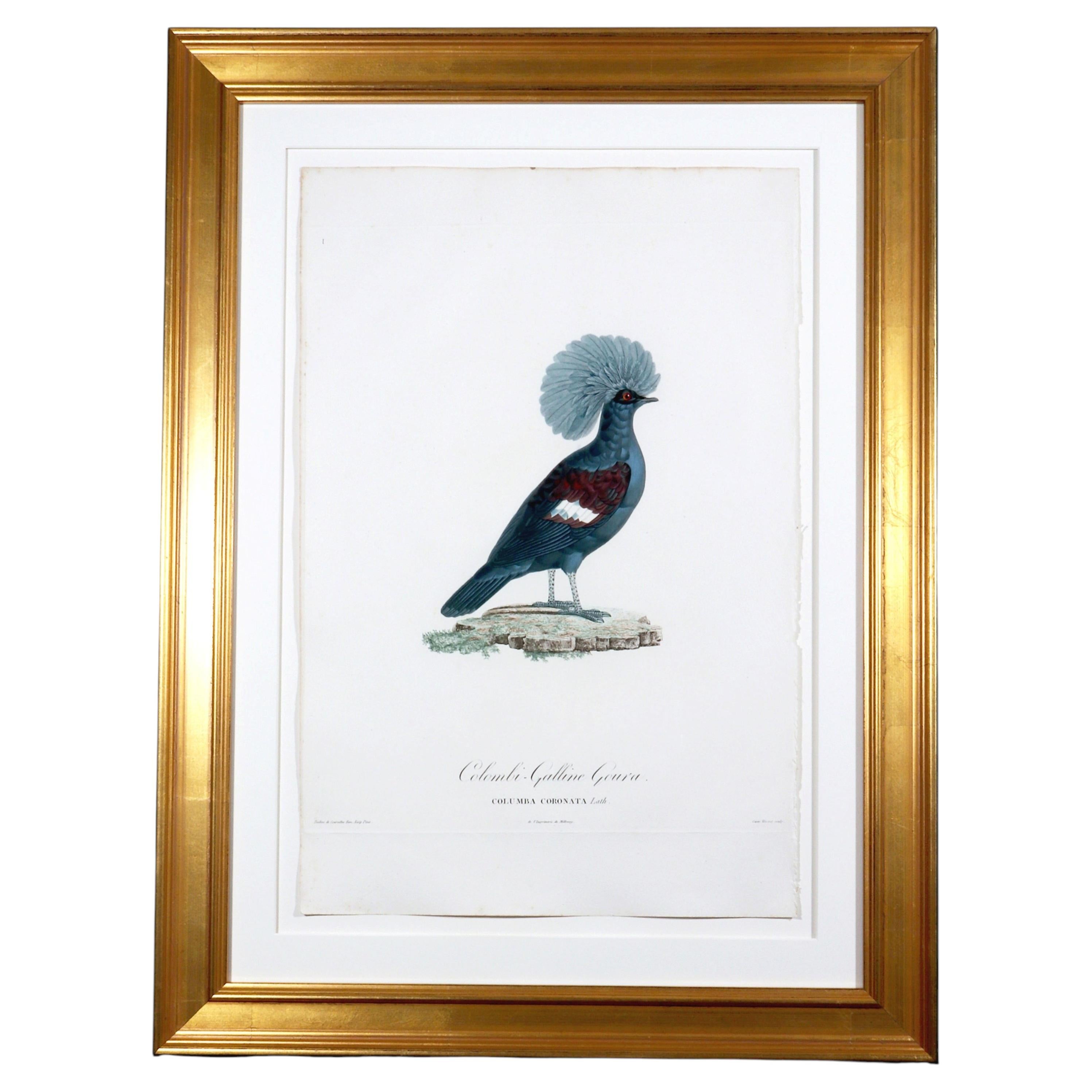 Gravure de Madame Knip représentant le pigeon couronné (Columba Coronata), tirée de l'ouvrage *Les Pigeons* en vente