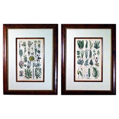 Hand-Colored Botanical Engravings, Ferns and Mosses, John Hill, 1756, Pair
