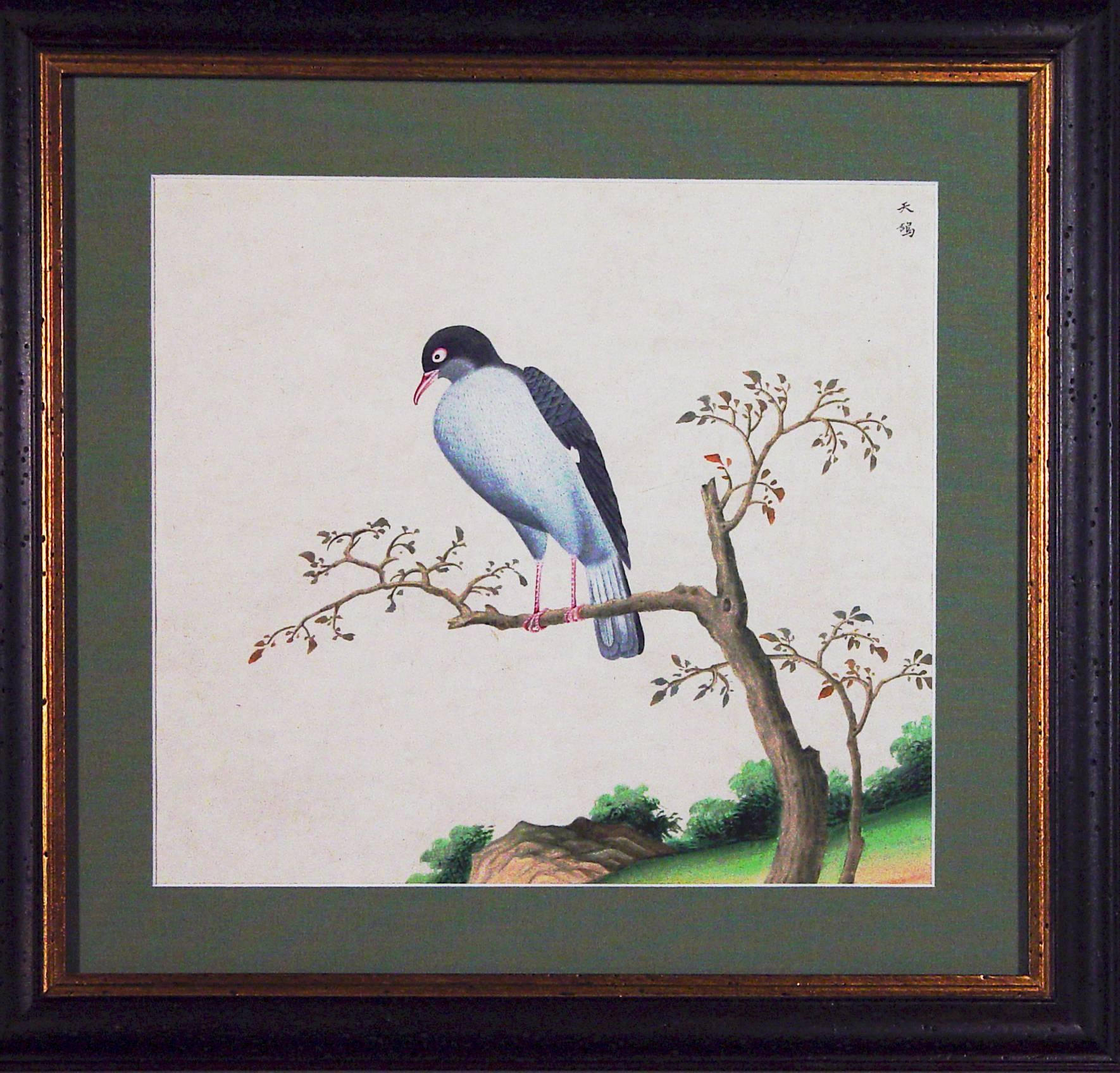bird watercolor paintings