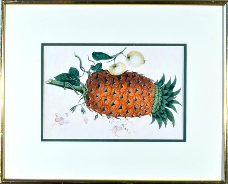 The Chine trade watercolors are of fine quality and depict various exotic fruits including pineapples, lychees, finger citrus and orange amongst others. Now framed with a thin gilt frame and cream mat with a green inner bezel.
 