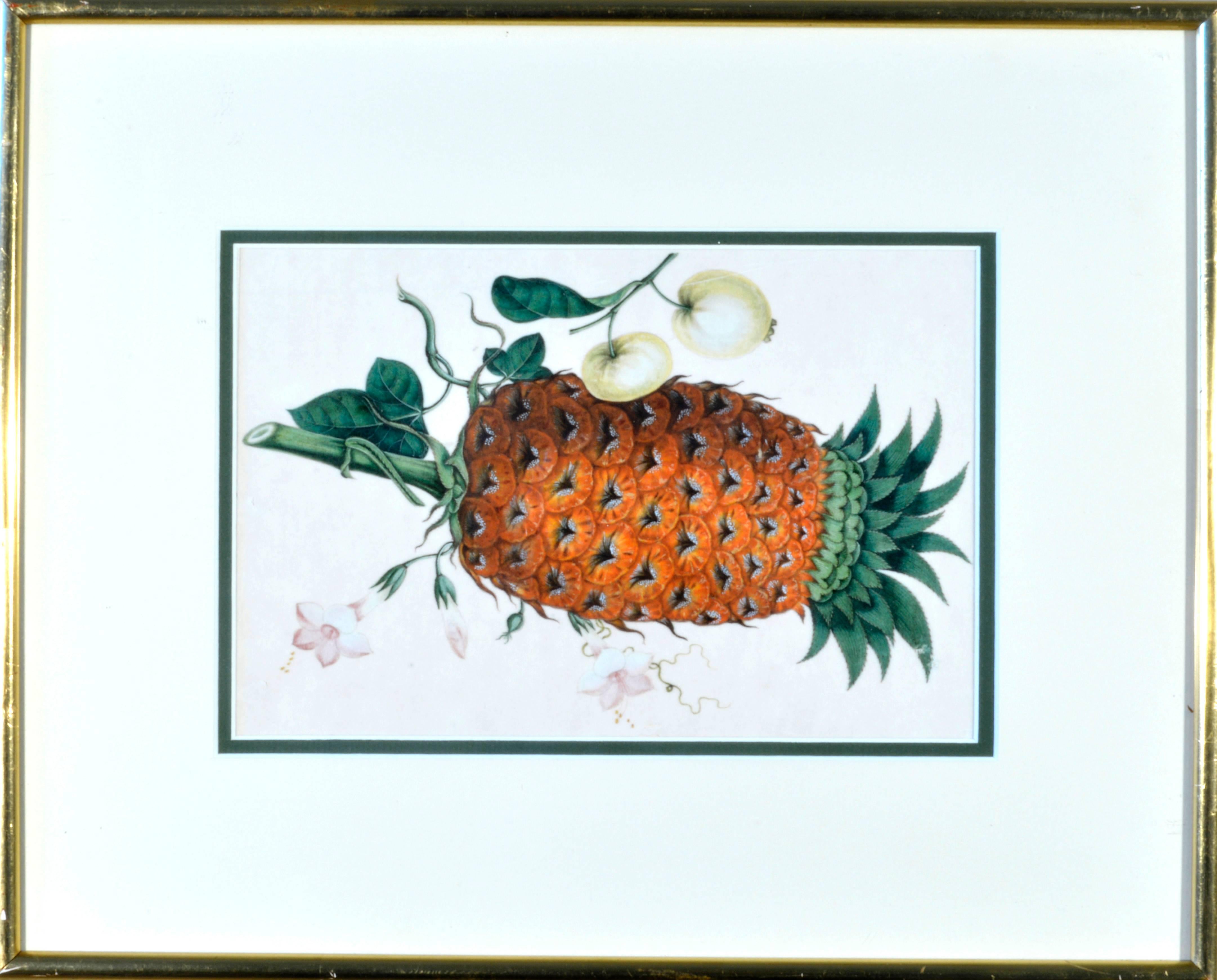 The Chine trade watercolors are of fine quality and depict various exotic fruits including pineapples, lychees, finger citrus and orange amongst others. Now framed with a thin gilt frame and cream mat with a green inner bezel.
 
China Trade