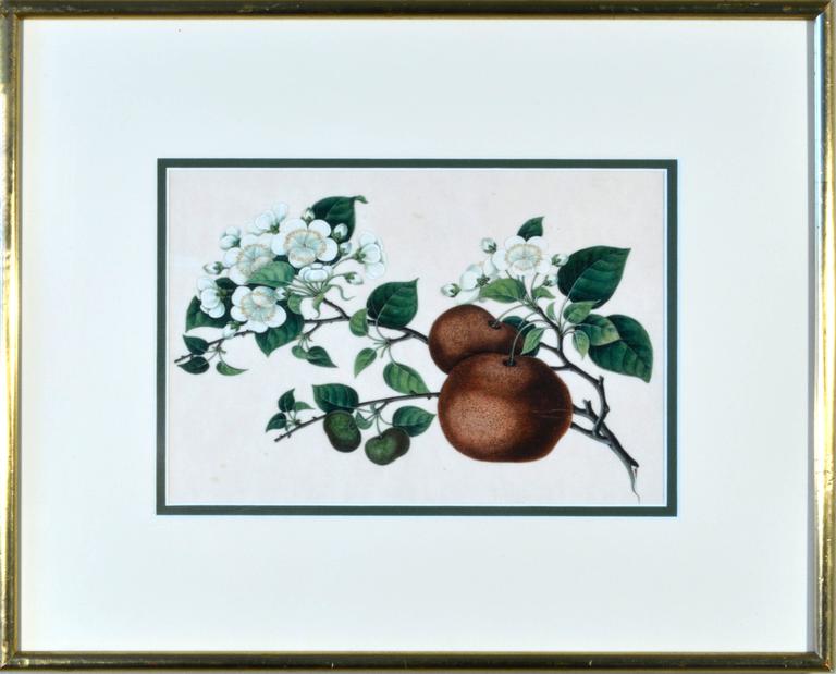 Chinese Export Chinese Watercolors of Exotic Fruit on Pith Paper For Sale