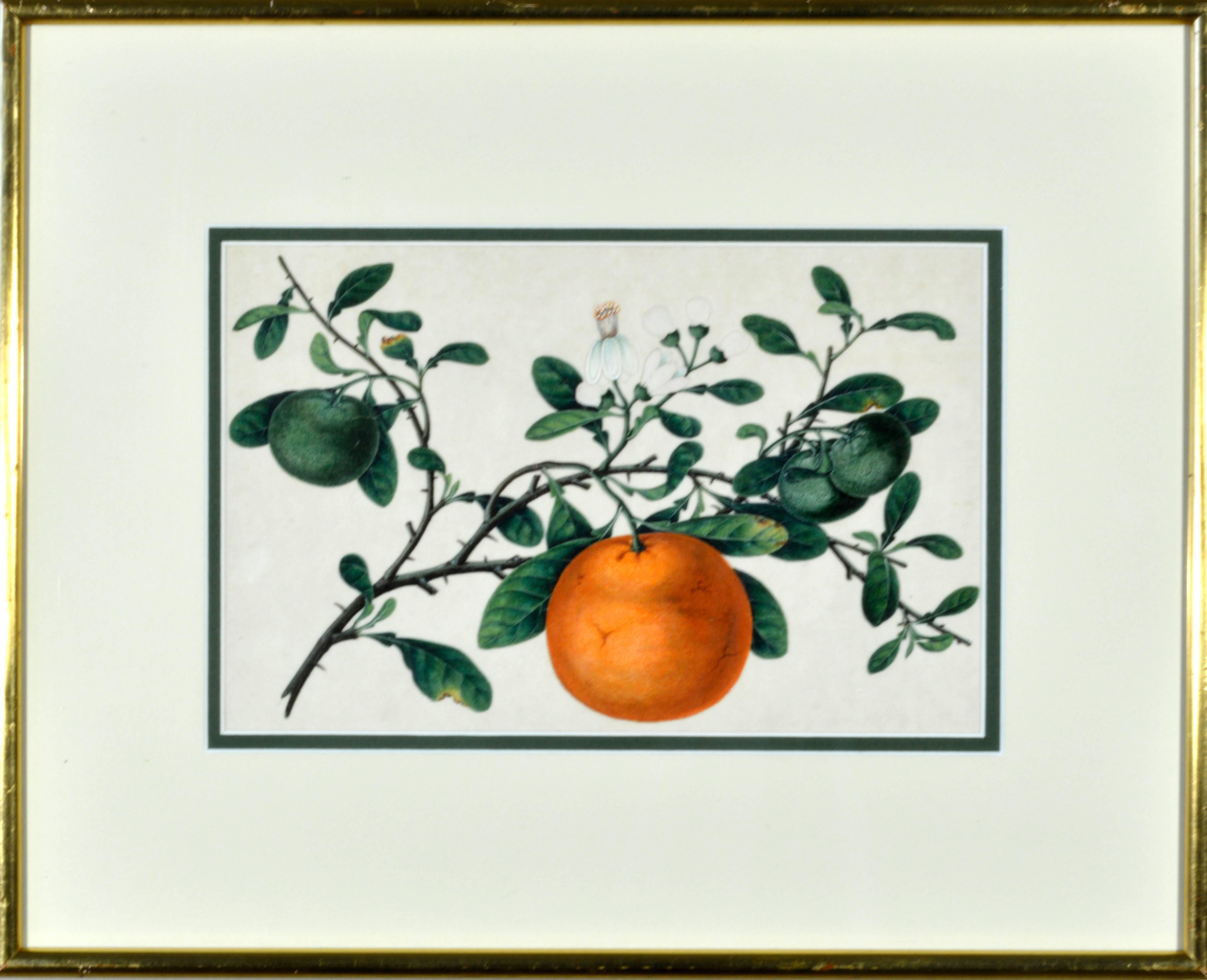 Chinese Watercolors of Exotic Fruit on Pith Paper In Good Condition For Sale In Downingtown, PA